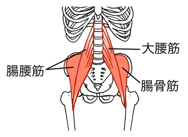 大腰筋、腸骨筋から構成される腸腰筋の部位や骨との繋がりを示した図解。